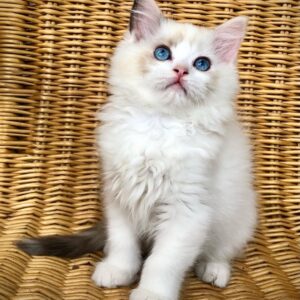 Bianca – Weibliches Ragdoll Kitten Kaufen