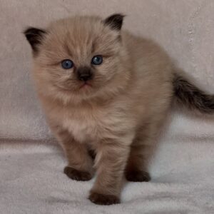 Mimi – Weibliches Ragdoll Kitten