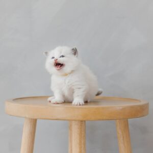 Isolde – Charmanter Ragdoll Kitten