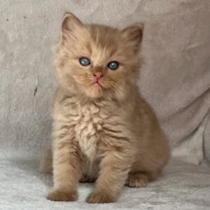 Nala – Männliches Ragdoll Kitten