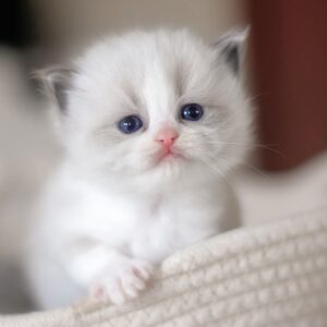 Fiona – Weibliches Ragdoll Kätzchen