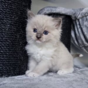 Perla – Männliches Ragdoll Kitten