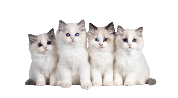 ragdoll katze kaufen