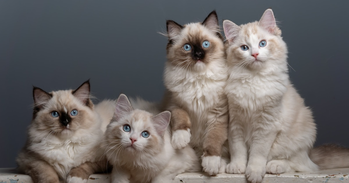 ragdoll katze kaufen