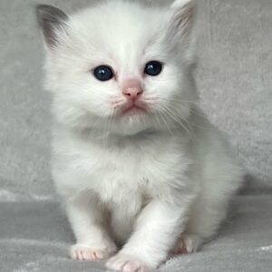 Micky – Wunderschöner Ragdoll Kitten
