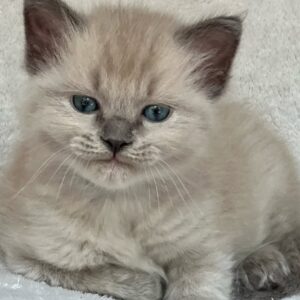 Luna – Männliches Ragdoll Kitten Kaufen
